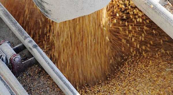 Закупівельні ціни на кукурудзу в Україні активно зростають