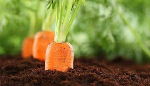 Морква закінчується – ціни ростуть
