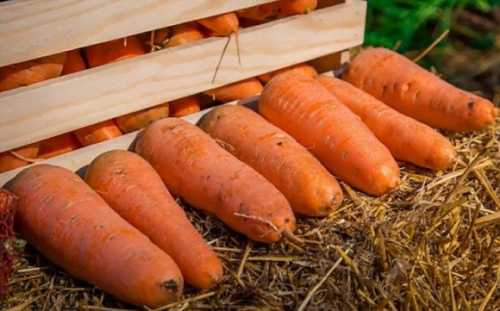 Морква дешевшає: виробники готові знижувати ціни й надалі
