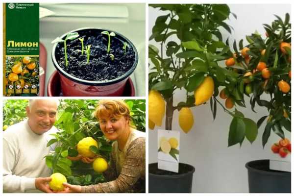 Павловские лимоны: байки от жуликов