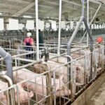 Буковина збільшила поголів’я свиней на 20%