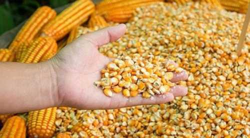 Українські аграрії отримають насіння кукурудзи на весняну посівну