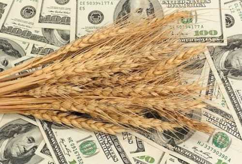 Аналітики очікують зниження експорту пшениці в новому сезоні