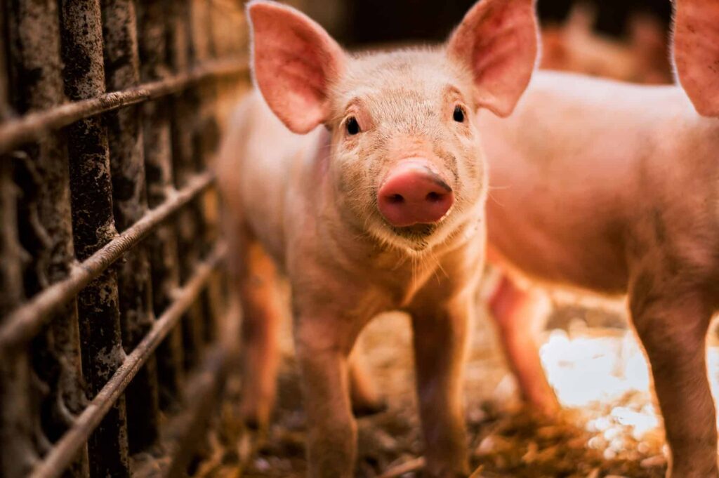 Як правильно годувати свиней: рекомендації від приватних осіб-клієнтів компанії AVA MARKET.