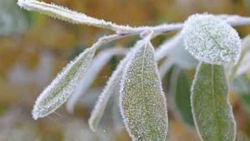 Травневі заморозки суттєво вплинули на стан плодоовочевих насаджень