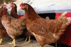 Виробництво коричневих яєць завдяки курчатам Ломан Браун