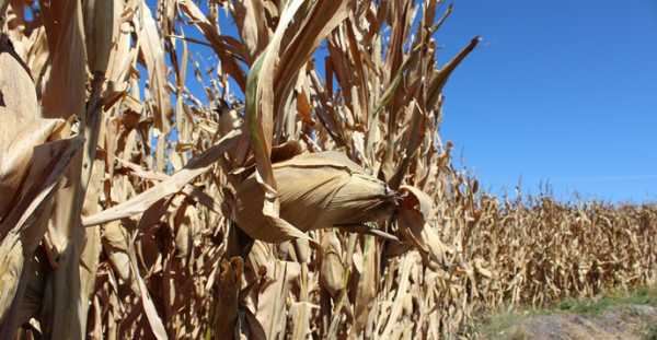Агрометеорологи розповіли, скільки кукурудзи «з’їсть» спека в Україні