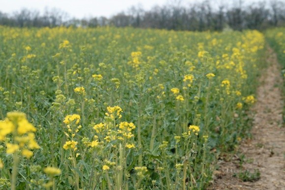 Вплив норм висіву на формування продуктивності озимого ріпаку