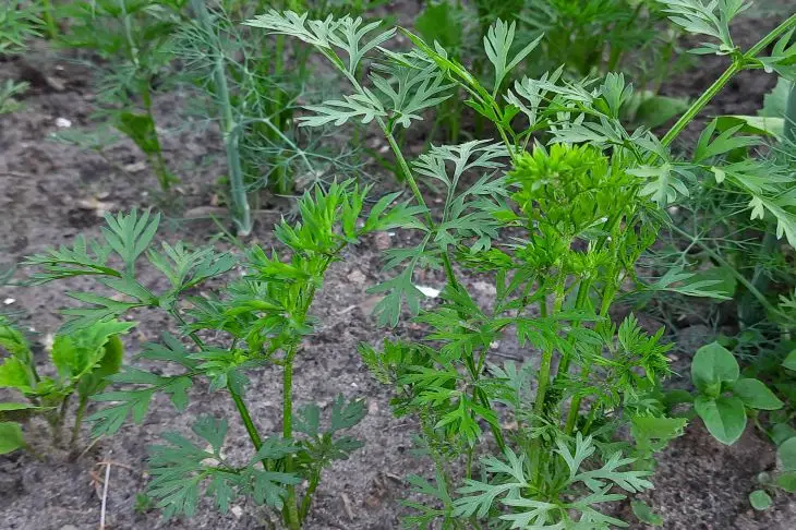 Чому гірчить морква: помилка при проріджуванні, яку здійснюють у червні морковь