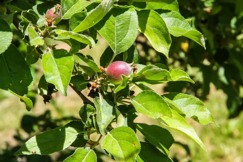 Чому листя на деревах жовтіє нерівномірно: про що це говорить садівникові дерево