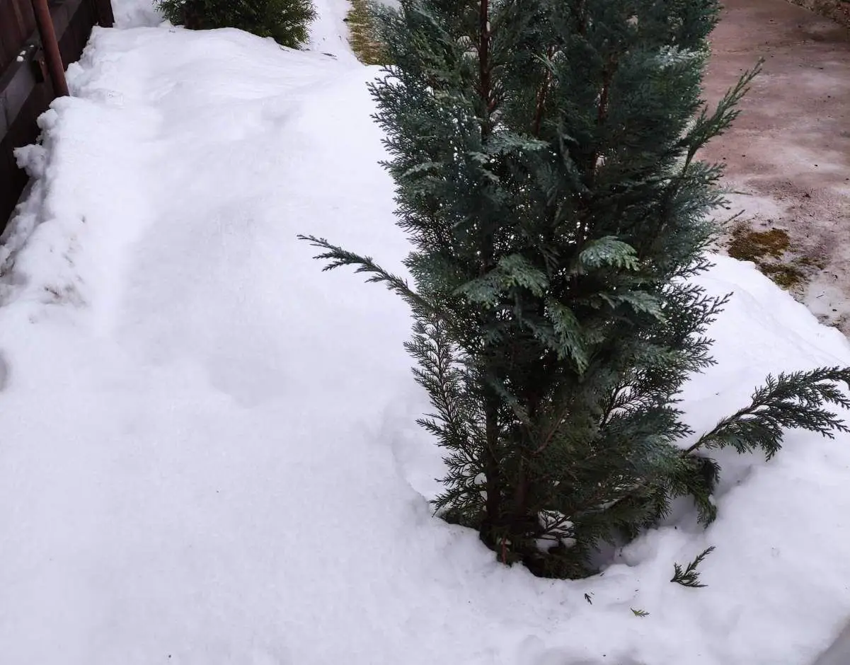 Навіщо обмотувати тую на зиму: і чому іноді це тільки шкодить туя