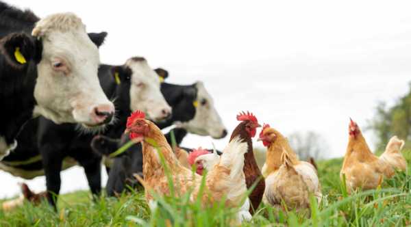У Європі виявлено перший випадок коров’ячого пташиного грипу.