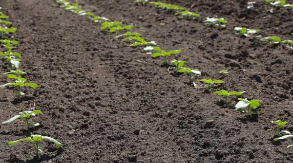 У 2026 році фермери продовжать переважно сіяти соняшник та кукурудзу