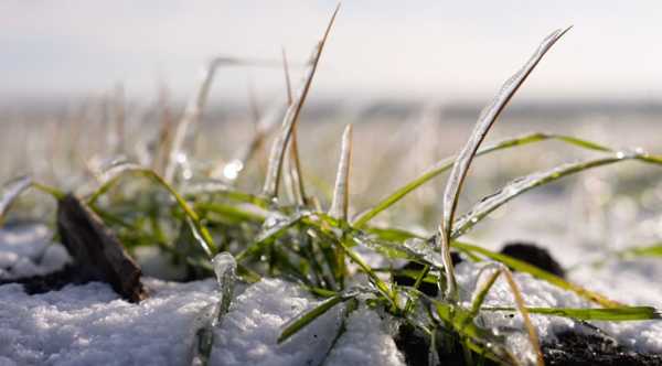 Морози загрожують озимим: під ударом майже мільйон гектарів.