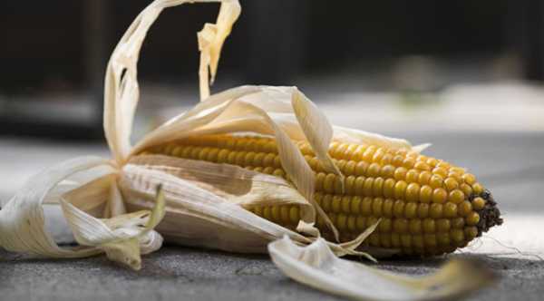 Вартість транспортування української кукурудзи падає на початку лютого.