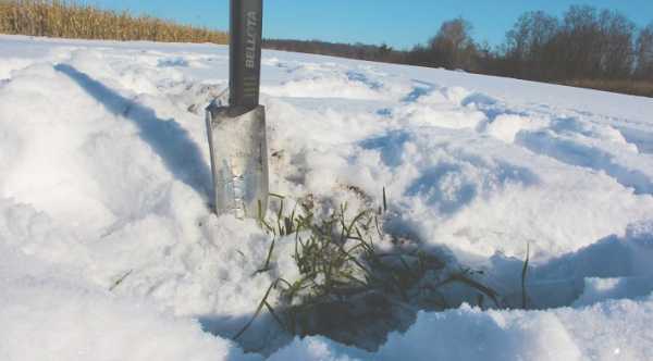 Ґрунт не охолов до критичної для зимуючих позначки.