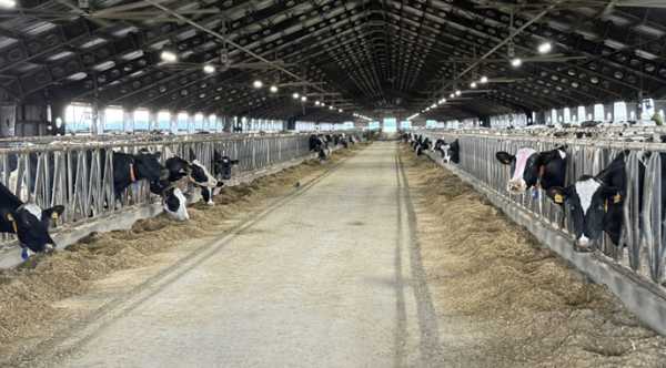 Волинська область: зведення ферми на 4000 голів худоби.