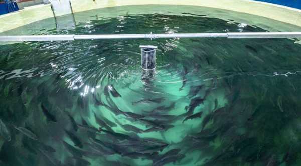 В Україні падає випуск аквакультурної продукції, але збут збільшується.