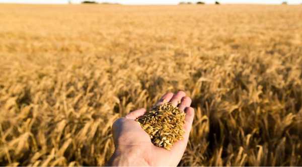 Сільгоспвиробникам наголосили щодо задумів із перехресного запилення рослин