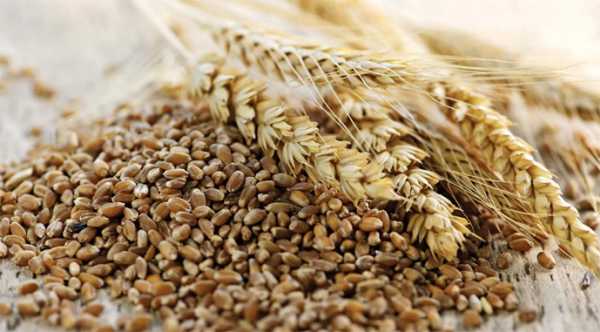 Хмельницька область нарощує обсяги вирощування посівного матеріалу агрокультур.