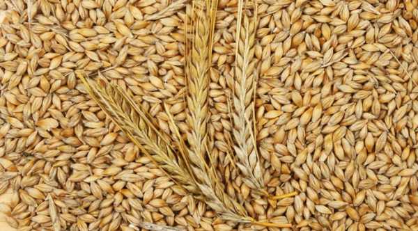 Попит на кормовий ячмінь залишається незмінно значним.