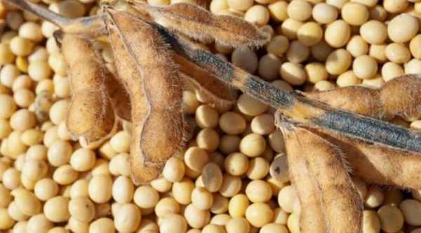 Вартість української сої зросла, повторюючи глобальні тенденції.