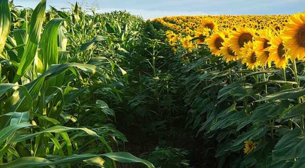 Ротація культур зменшить згубний вплив погоди.
