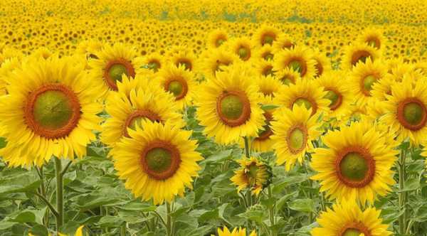 Провідна тенденція сезону — високовмісний олеїнової кислоти соняшник.