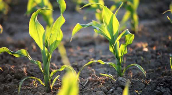 Пшеничні угіддя України зменшаться на 5%.