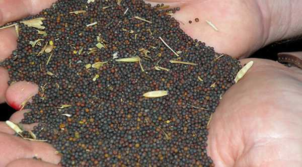 У ріпаковому секторі спостерігається сезонне затишшя.