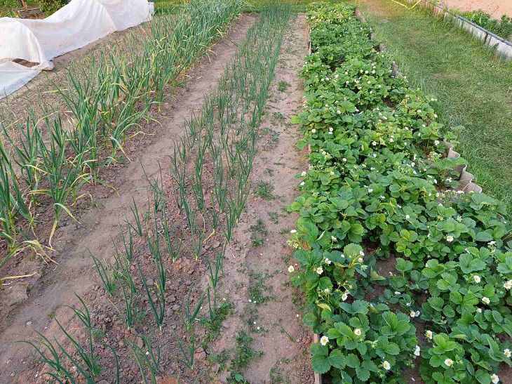 Чому цибуля шкодить гороху: 10 ворогів на одній грядці