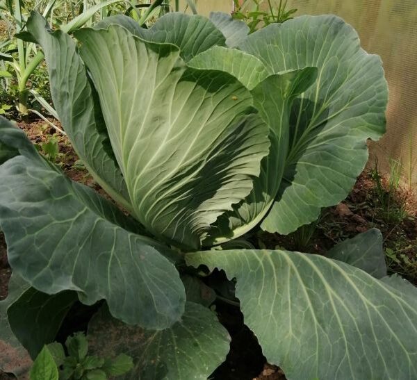 Які сидерати врятують землю після капусти: інструкція для городників