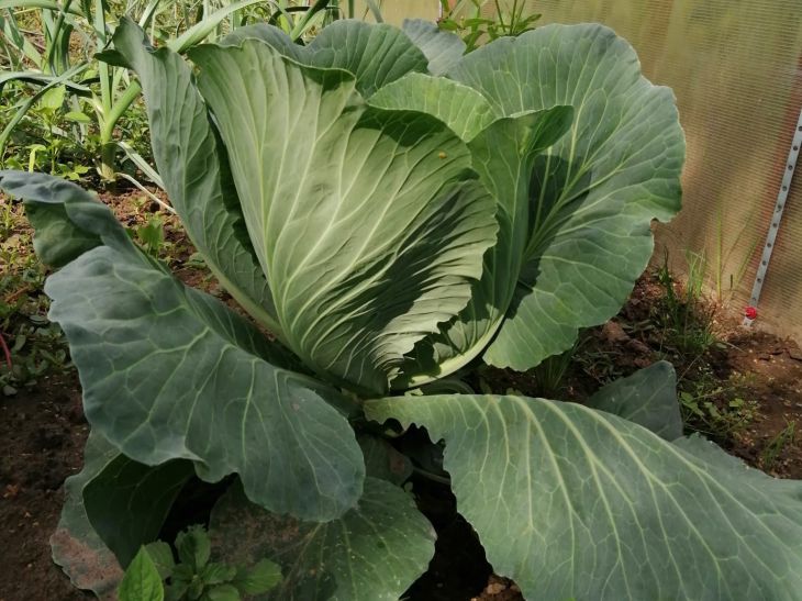 Які сидерати врятують землю після капусти: інструкція для городників