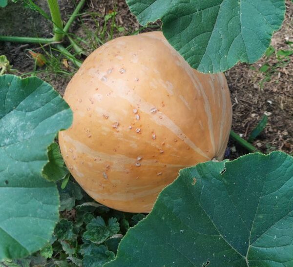 Навіщо ізолювати картоплю від гарбуза: небезпечна спілка на грядці