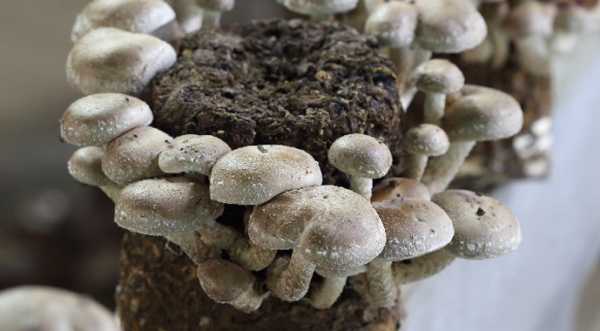 Головні проблеми грибної галузі України визначено