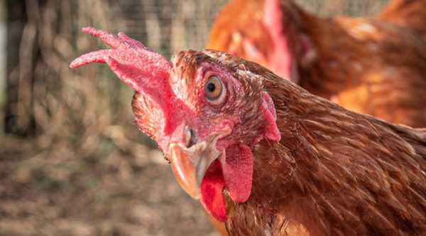 На Чернігівщині зафіксовано спалах пташиного грипу.