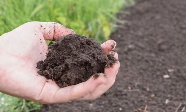 Неочевидні фактори врожайності: 4 ключові особливості аналізу ґрунту, які змінюють результат