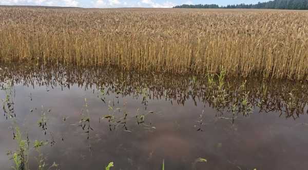 Вплив зміни клімату на придатність окремих регіонів для вирощування специфічних культур