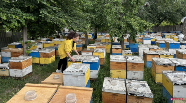 Загибель бджіл на Кіровоградщині: уражено приблизно 800 бджолиних сімей