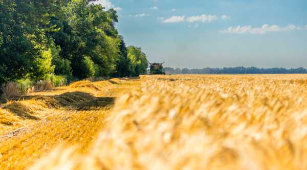 За два тижні на Рівненщині очікують початок жнивної кампанії.