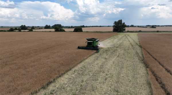 Аграрії МХП розпочали збір ранніх зернових.