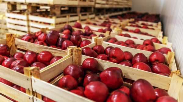Україна знову почала продавати більше яблук, ніж купувати.