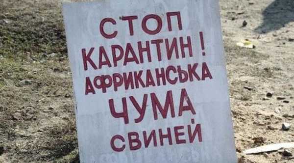 Спалах африканської чуми свиней на Сумщині.