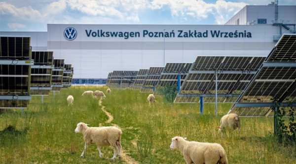 Volkswagen пригнав 100 овець для догляду за сонячною електростанцією