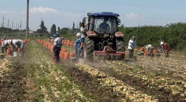 На Одещині триває збір урожаю цибулі, вирощеної за корейськими методиками.