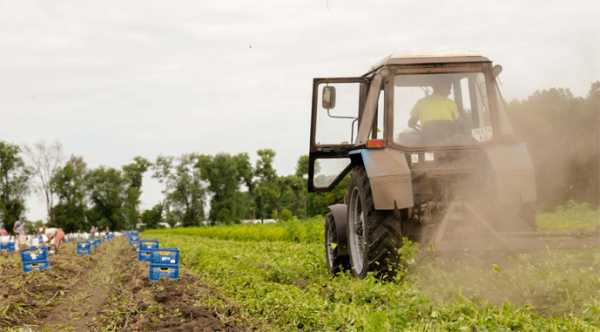 На Дніпропетровщині вже зібрано 70 тисяч тонн картоплі та овочів