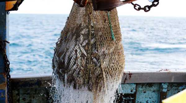 Аквакультурні продукти вперше випередили морський промисел у світовому масштабі.