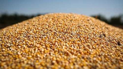 Чутки з Китаю обвалили ціни на кукурудзу, — огляд ринку