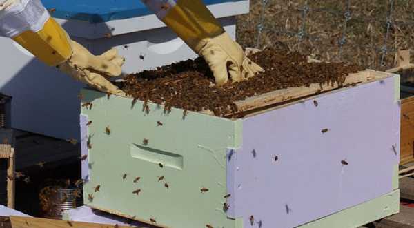 Бджоляр з Луганщини за грантові гроші відновлює пасіку