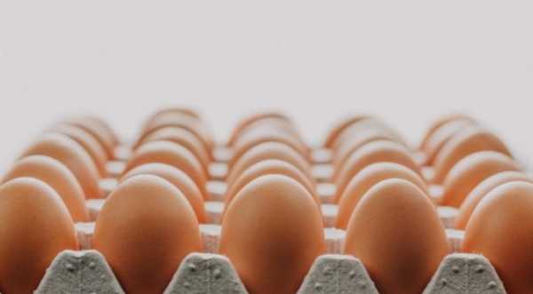 Японці вивели курей, які несуть гіпоалергенні яйця